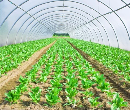 What-is-Greenhouse-farming-About-Greenhouse.webp